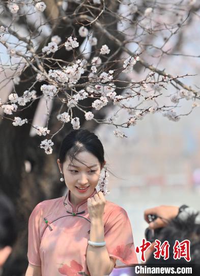 4月21日，一名年輕女孩在杏花樹下拍照。張瑤 攝
