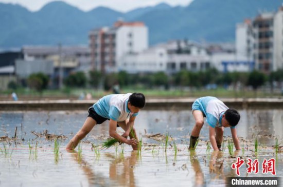  The picture shows two students planting rice seedlings at Wangcao Dam in Suiyang County on May 21. Photographed by Tang Zhe