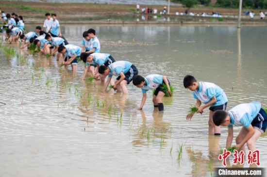 圖為5月21日，綏陽縣旺草中學學生在旺草萬畝大壩體驗插秧。唐哲 攝