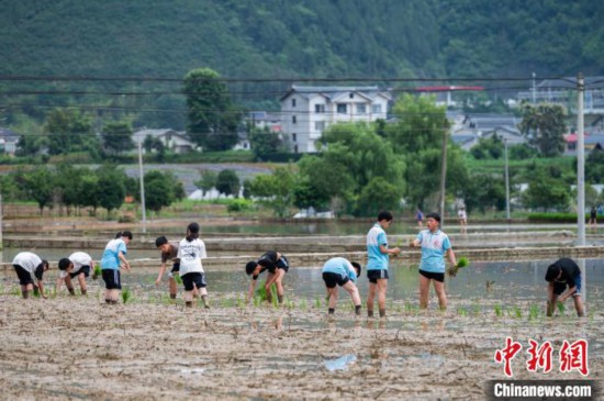   The picture shows that on May 21, students of Wangcao Middle School in Suiyang County experienced planting seedlings at Wangcao Dam. Photographed by Tang Zhe