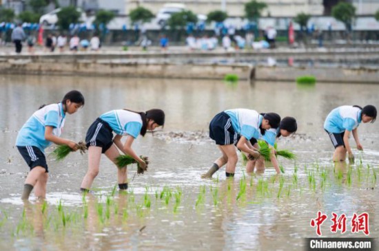 The picture shows that on May 21, students of Wangcao Middle School in Suiyang County experienced planting seedlings at Wangcao Dam. Photographed by Tang Zhe