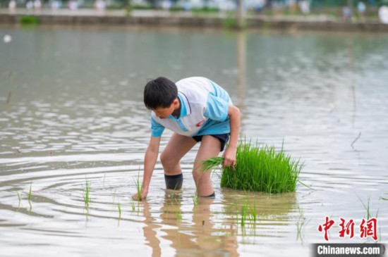 圖為5月21日，一名學生在綏陽縣旺草萬畝大壩體驗插秧。唐哲 攝
