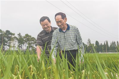 袁隆平（右）和吳俊在田間查看水稻長勢。 吳俊供圖