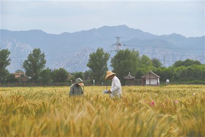 图为中国农业大学师生在该校上庄实验站开展小麦育种职责。马文哲摄