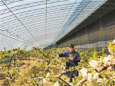 图为固安县一设施农业公司技术人员正为樱桃花授粉。陈汝健摄