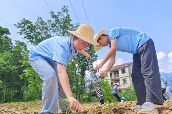 重庆工贸职业技术学院暑期”三下乡”团队到村开展高粱种植。学校供图