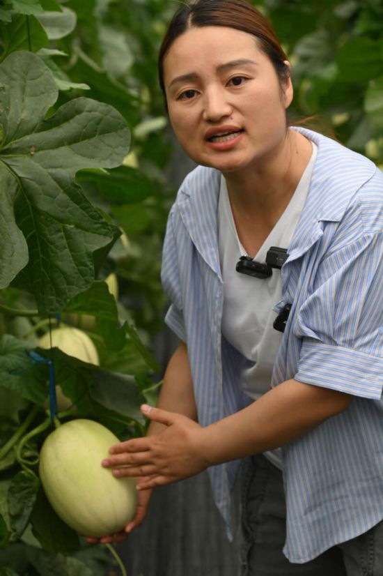 浙江大学农业试验站实验师张彩玉介绍浙甜105培育过程。记者 李剑平/摄
