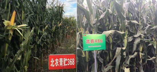 学校师生团队自主培育的高产、优质、多抗、广适、易制种专用型青贮玉米品种