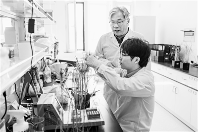 中国水稻研究所北方水稻研究中心科研人员在测试水稻对不同化合物的反应。新华社记者 谢剑飞摄